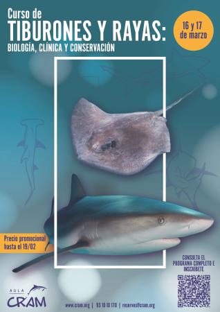 Imagen Curso de tiburones y rayas